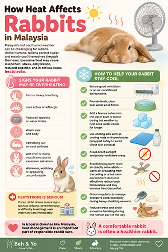 🐰 How Heat Affects Rabbits in Malaysia