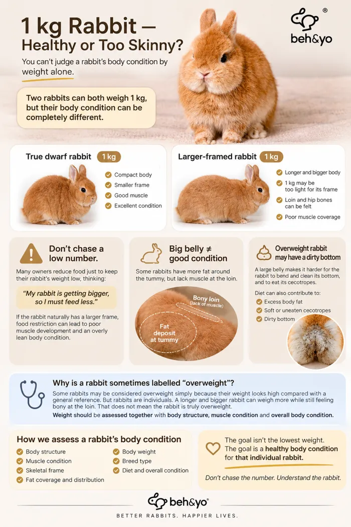 🐰 1 KG RABBIT — HEALTHY OR TOO SKINNY?