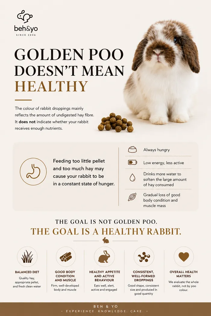Golden Rabbit Droppings Don’t Mean a Healthy Rabbit