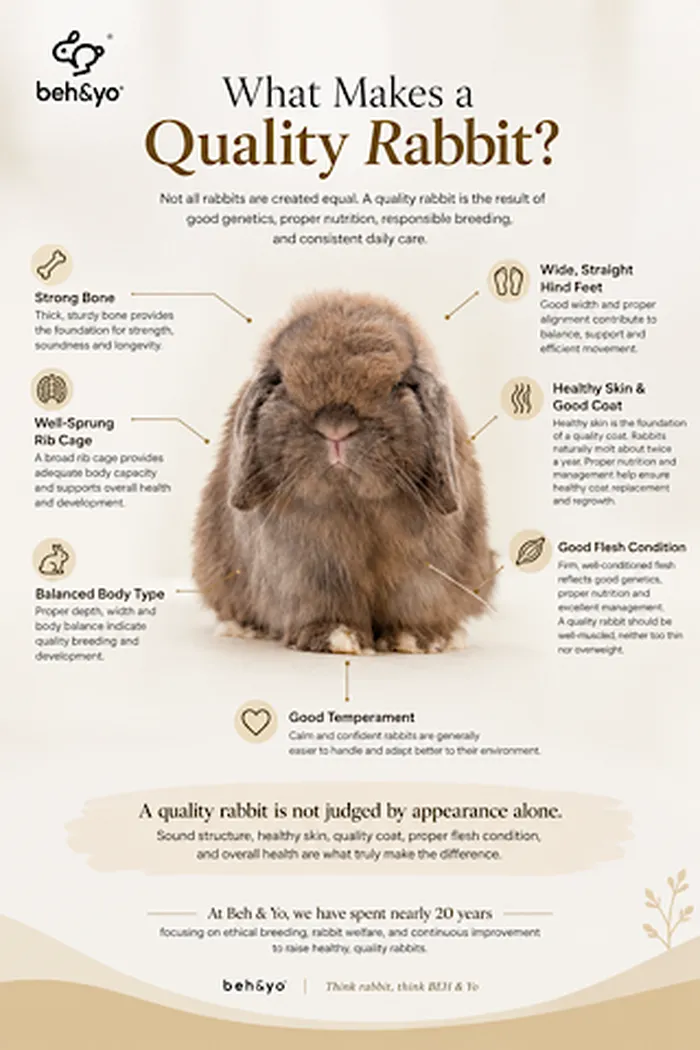 🐰 What Makes a Quality Rabbit?