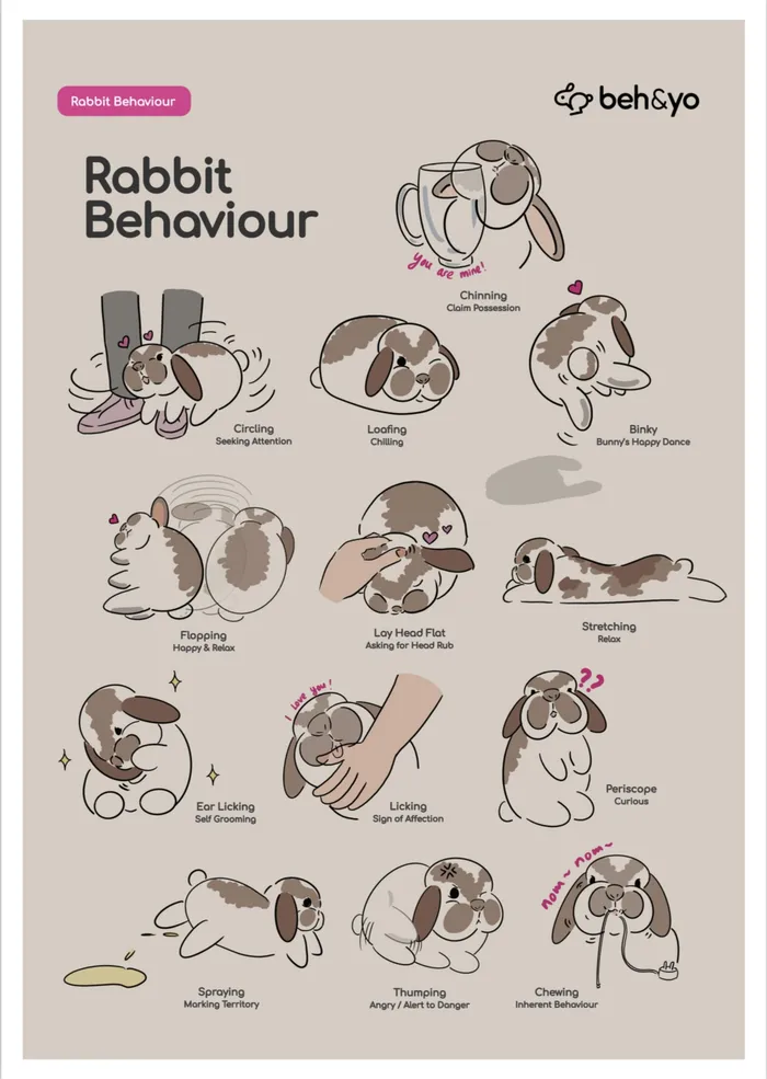 🐰 Rabbit Body Language: 7 Signs Your Rabbit Is Happy