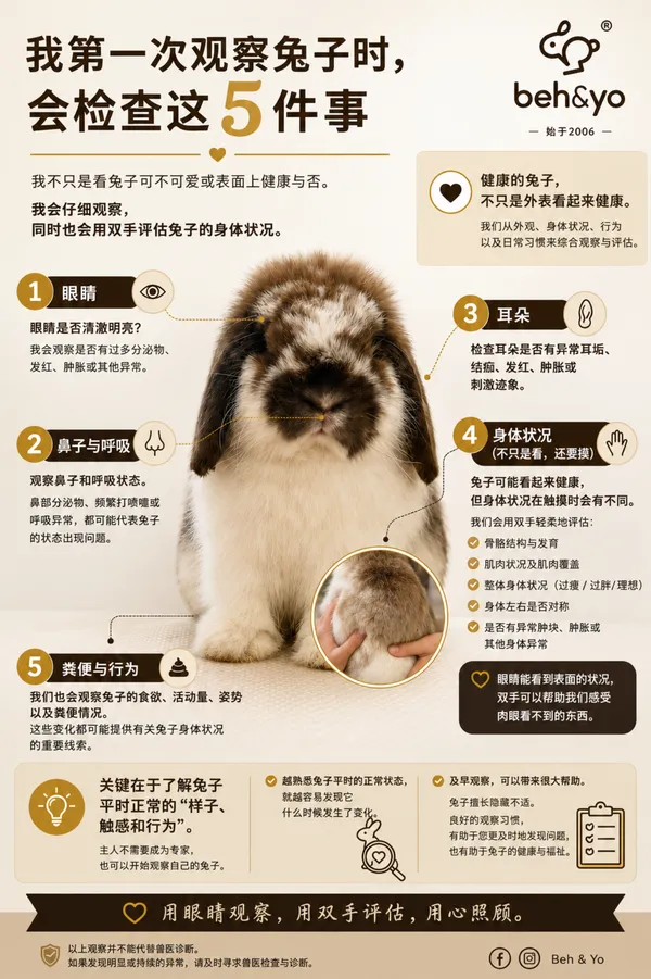 🐰 WHEN I FIRST LOOK AT A RABBIT, I CHECK THESE 5 THINGS