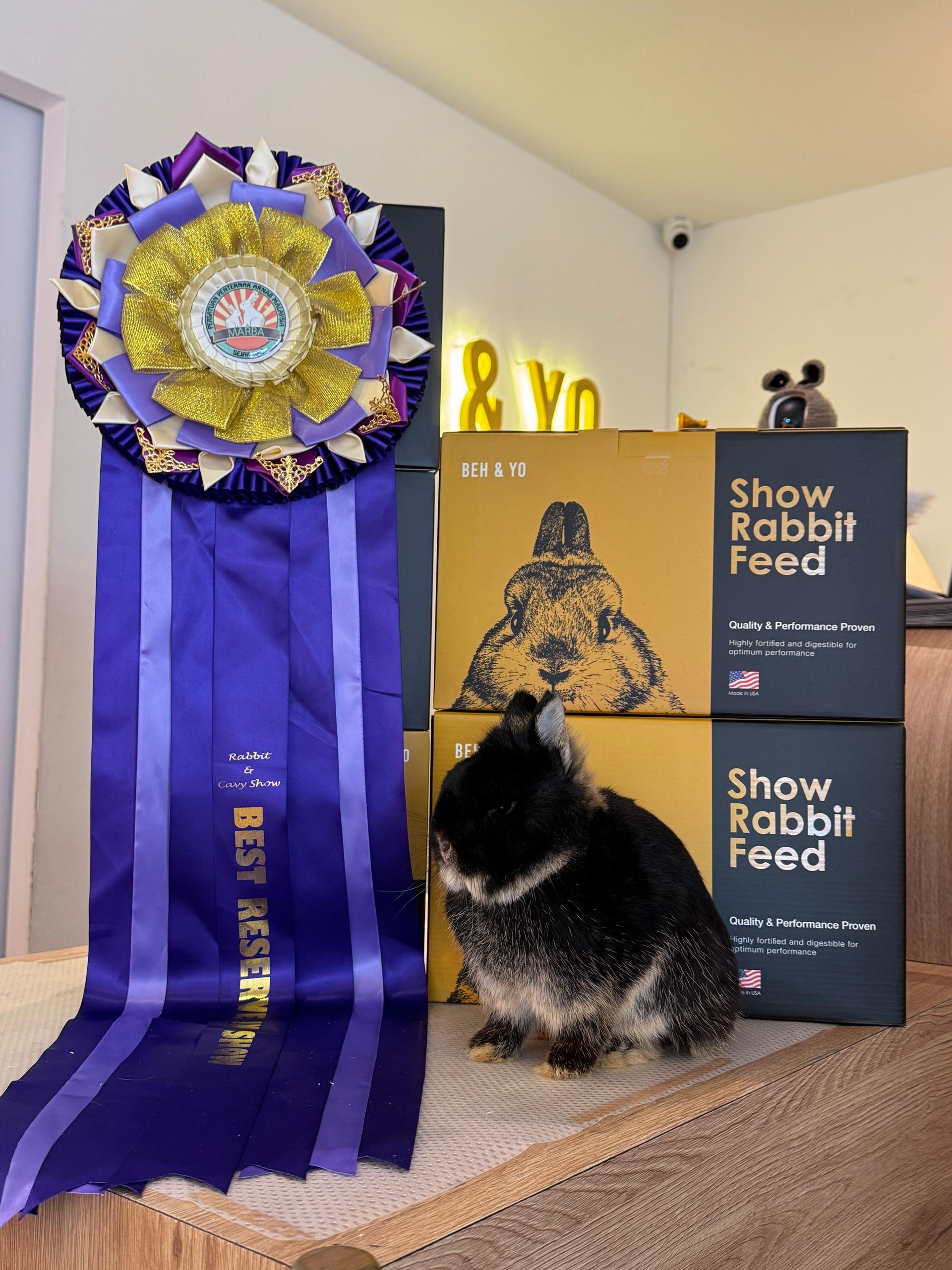 Beh & Yo Norton won Reserve in Show in MARBA 2025
