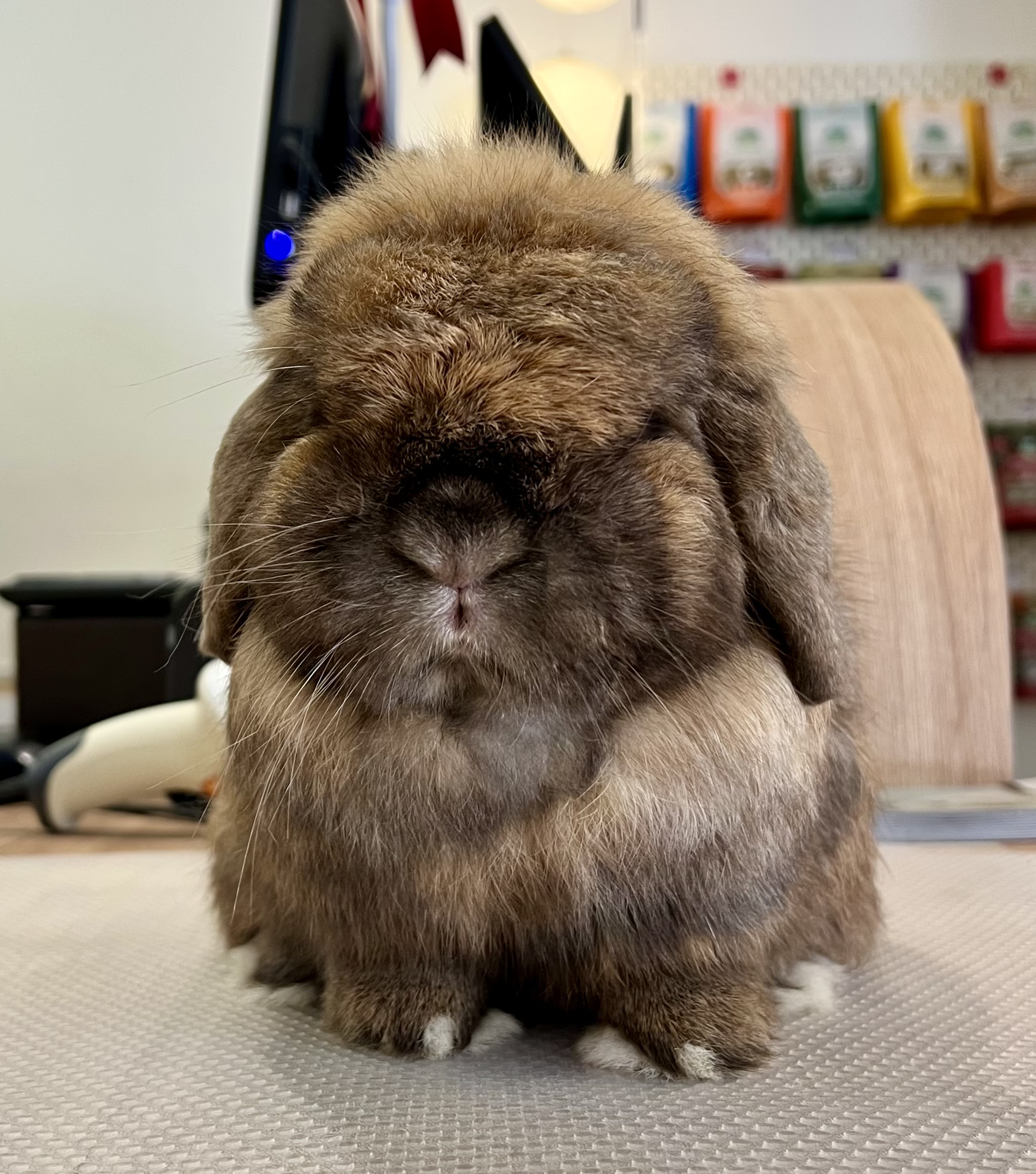 Beh & Yo Holland Lop herd buck. 3 Grand Champion Legs