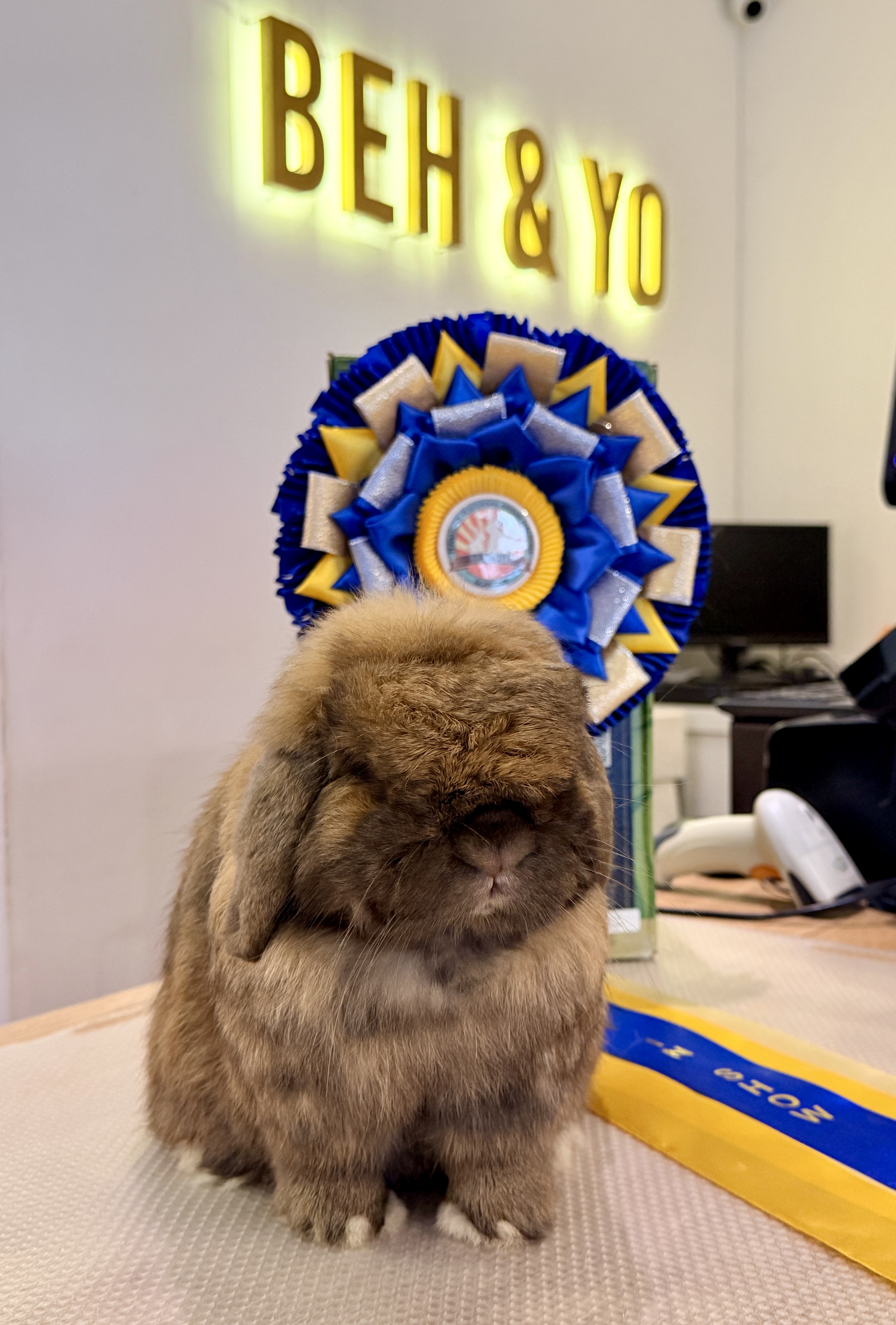 Beh & Yo Quintus won Best in Show in MARBA Bred in Malaysia Specialty Show 2026