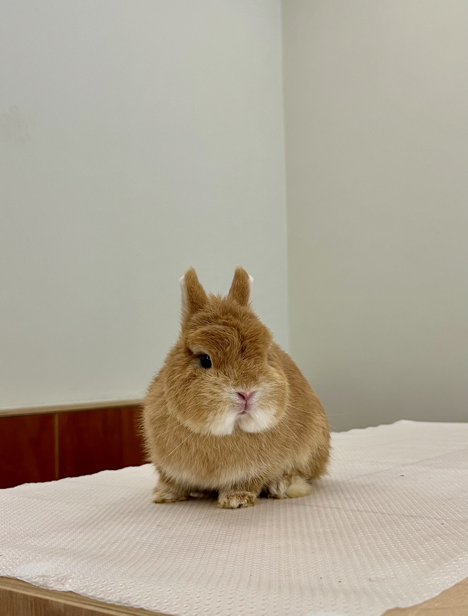 Beh & Yo Netherland Dwarf herd buck