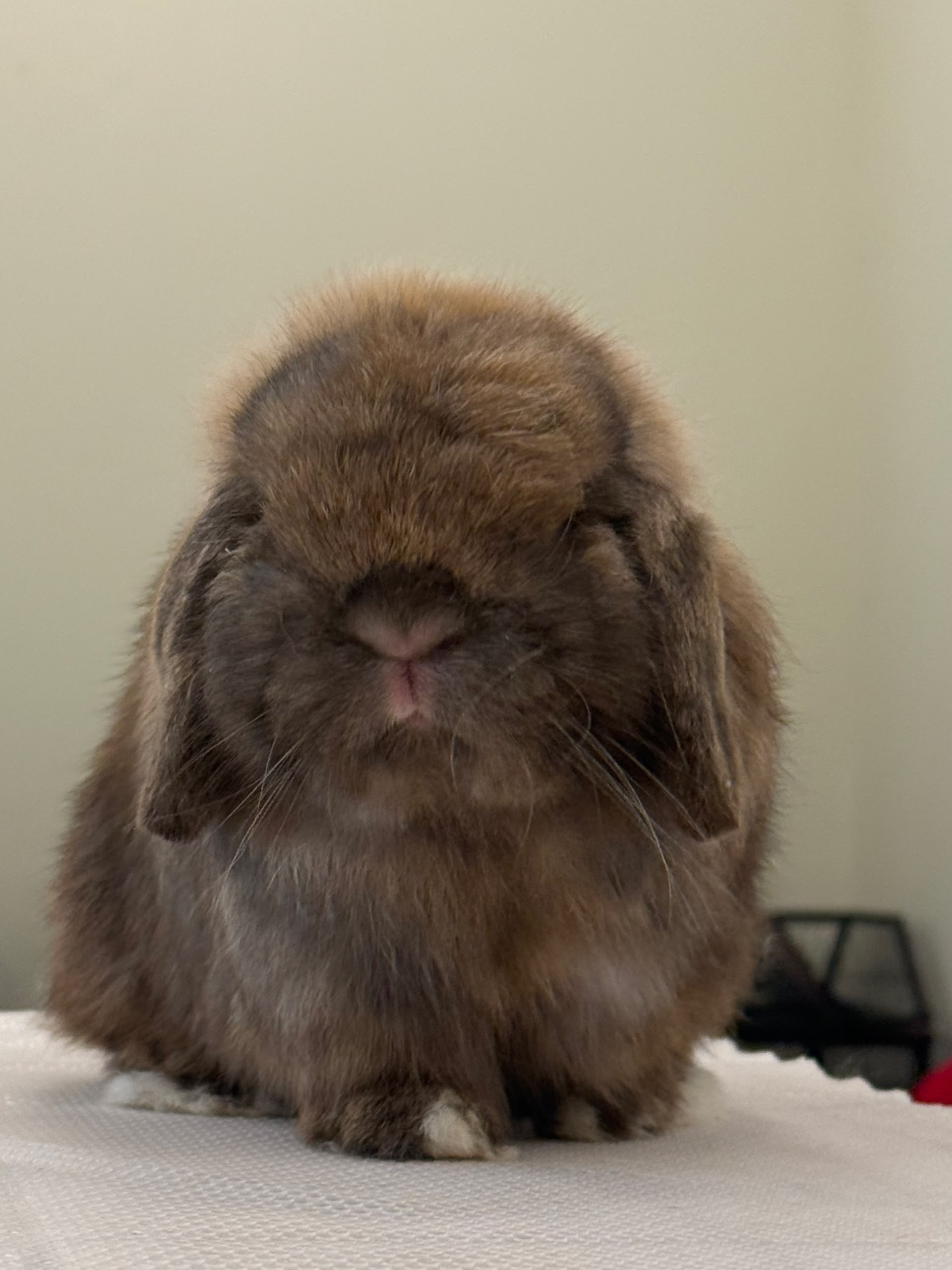 Beh & Yo Holland Lop herd buck