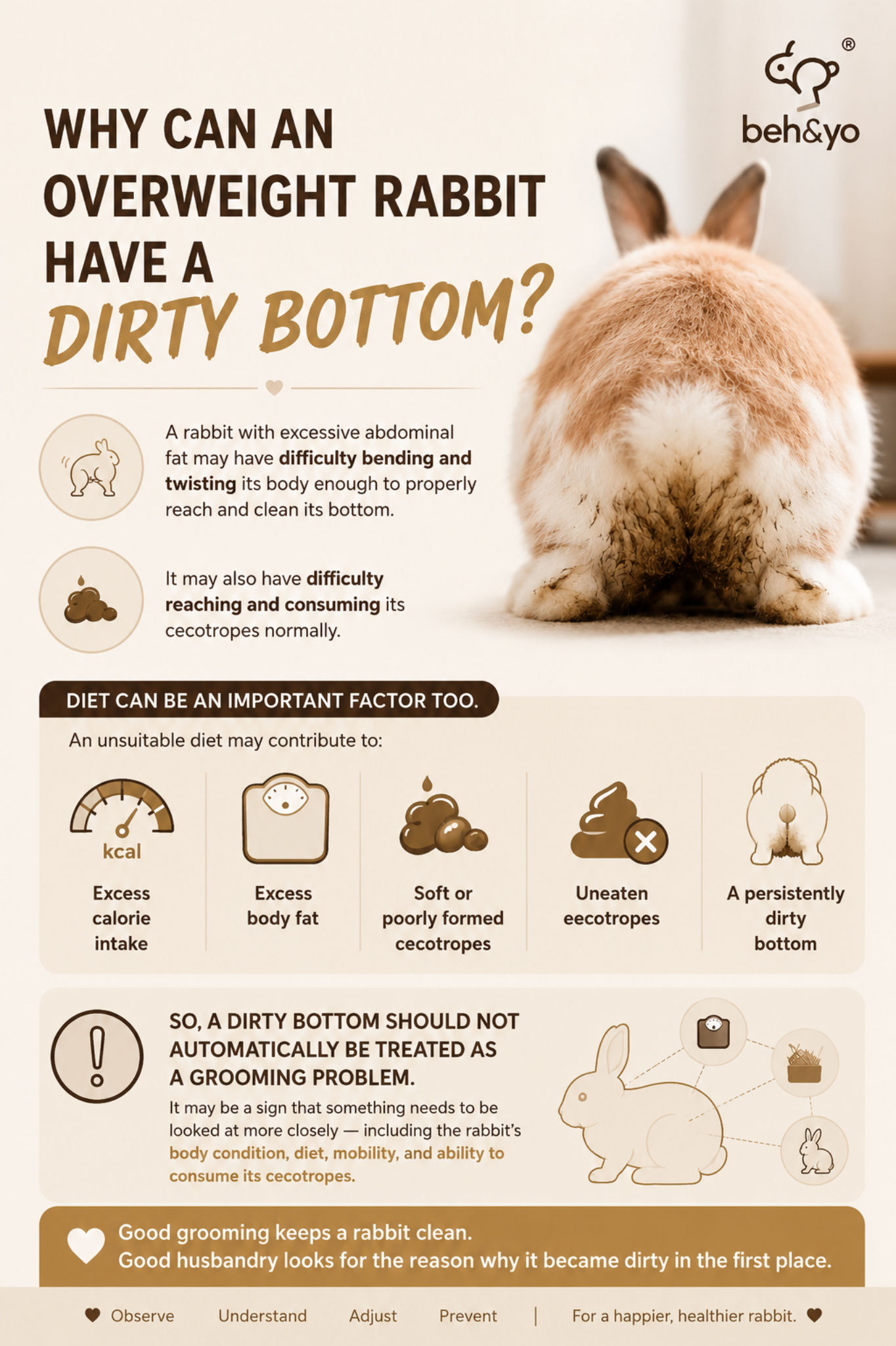 💩 Why Can an Overweight Rabbit Have a Dirty Bottom?