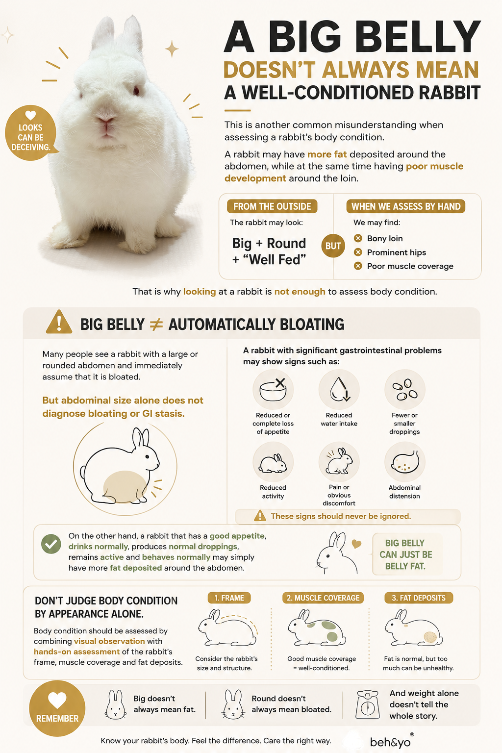 🐰 A Big Belly Doesn’t Always Mean a Well-Conditioned Rabbit