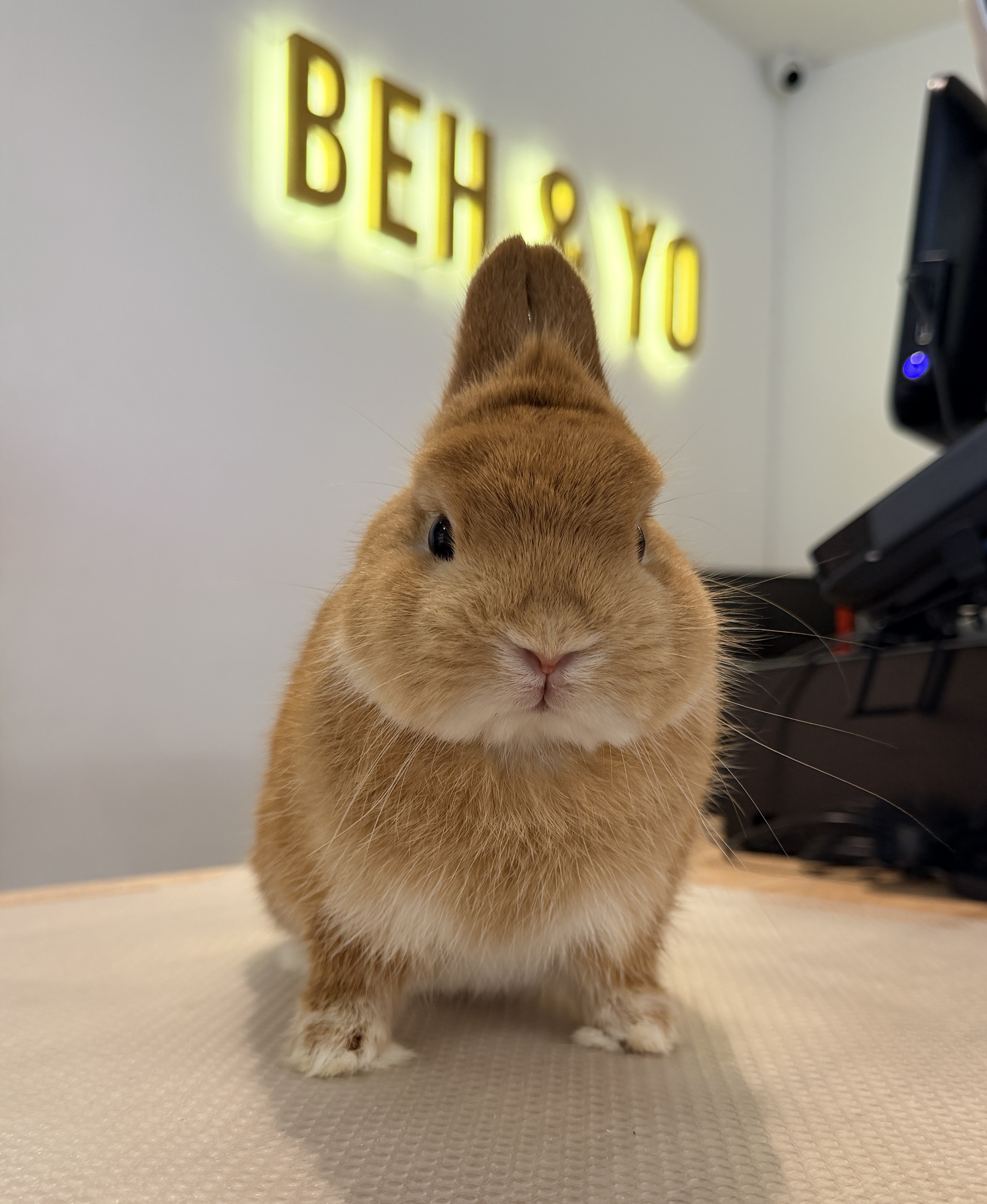 Beh & Yo BY1895