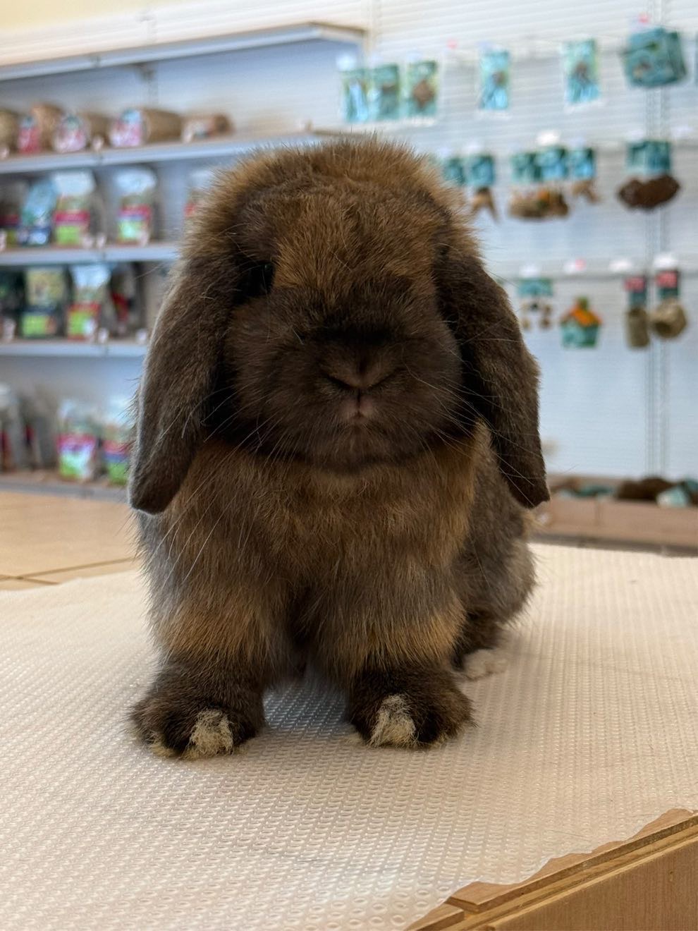 Holland lop