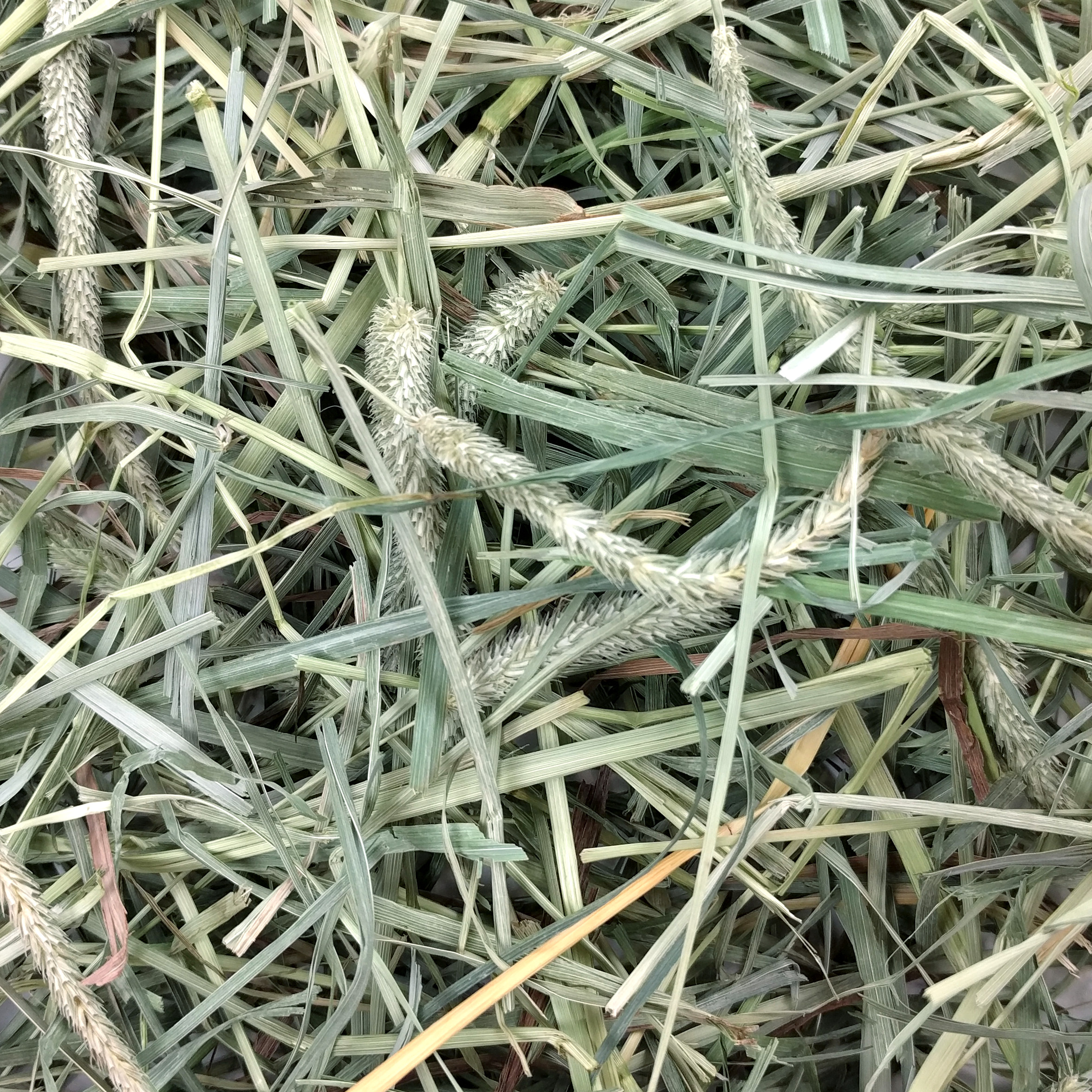 Oxbow Hay Blends - Western Timothy & Orchard Grass (90 oz) - 2.55kg