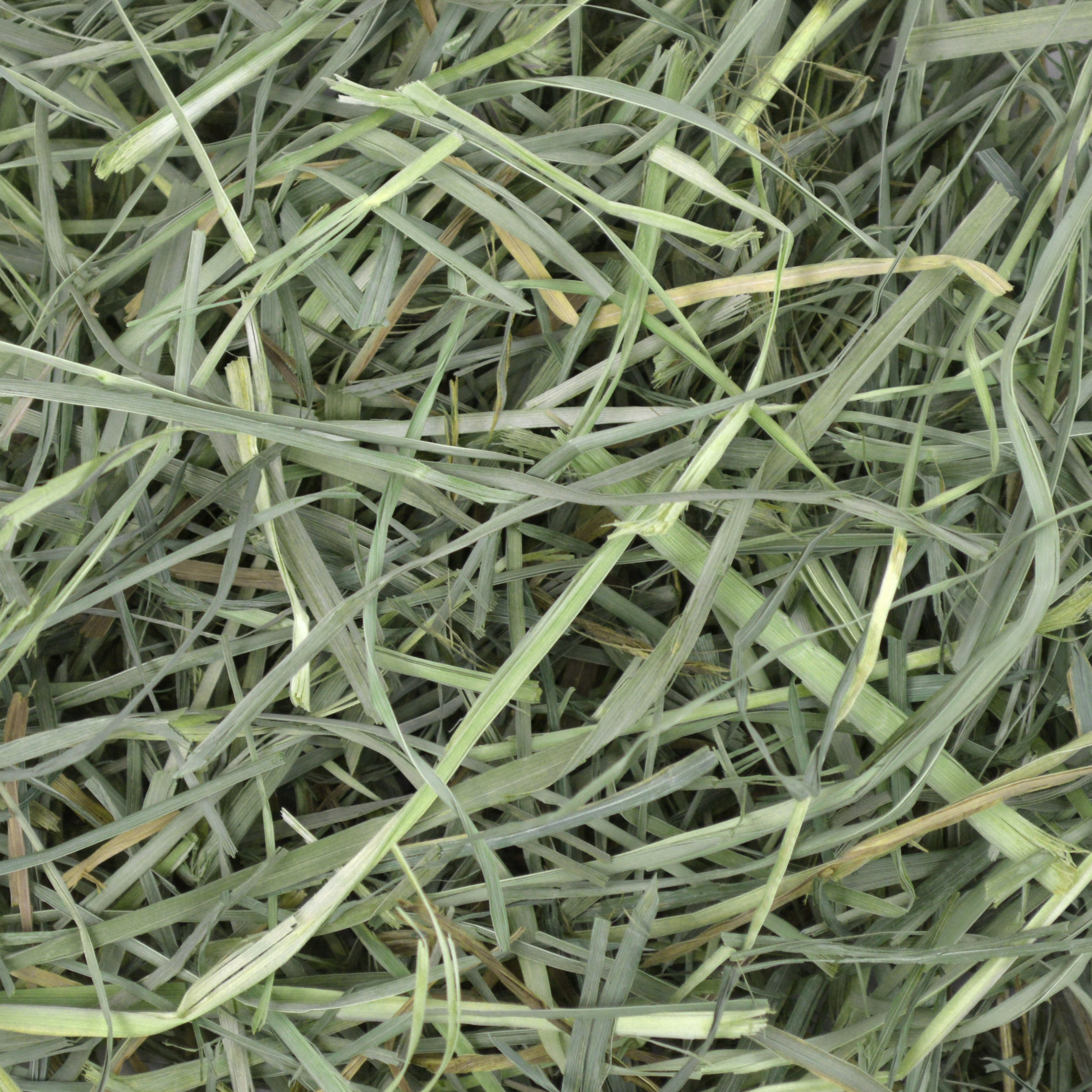 Oxbow Orchard Grass Hay (40 oz) - 1.13kg