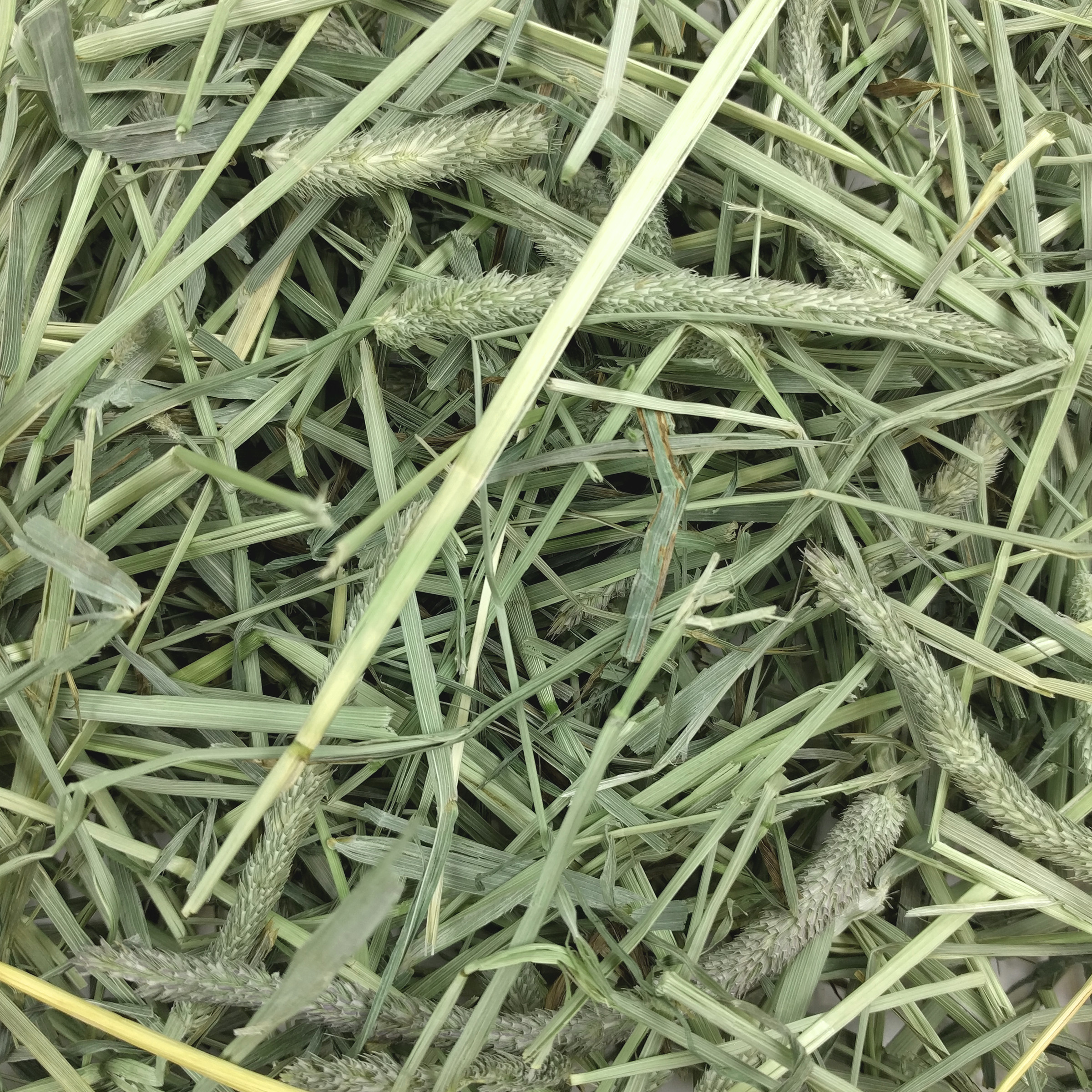 Oxbow Western Timothy Hay (9 lb) - 4.08kg